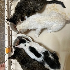 牛柄猫ちゃん - 福山市