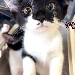 おっとりママ猫と3ヶ月の女の子✨（子猫のみの応募可）