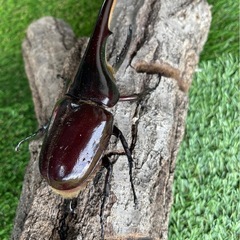 ヘラクレスオオカブトBull血統ペア