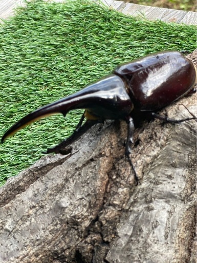 ヘラクレスオオカブトBull血統ペア