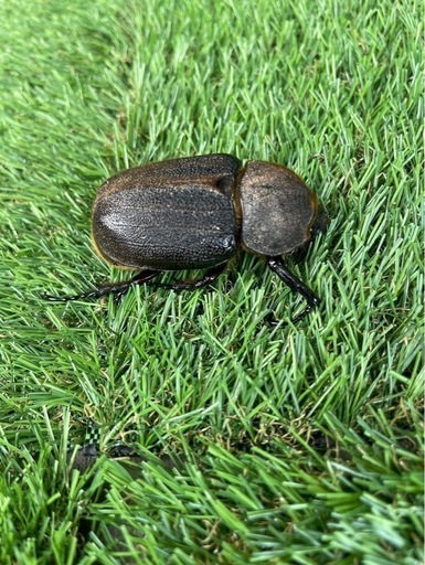 ヘラクレスオオカブトBull血統ペア