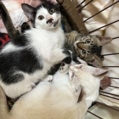 牛柄猫ちゃん − 広島県