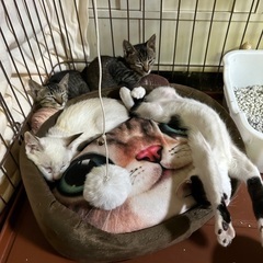 牛柄猫ちゃん - 猫