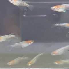 紅白体外光メダカ　選別モレ　7匹　1000円の画像