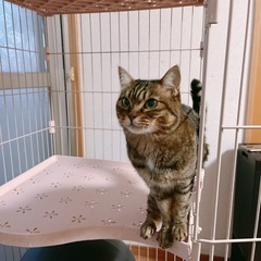 約5歳の女のコです。 - 猫