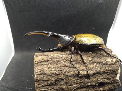 ヘラクレスオオカブトムシ♂♀ペア　9-2