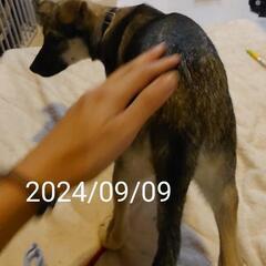 セーブル　生後3ヶ月齢　6月生まれだそうです　オス　雑種 - 犬