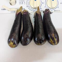 [無農薬]　ナス🍆