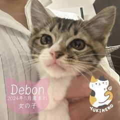 9/15日曜日　譲渡会in川崎市動物愛護センター　子猫から大人猫まで