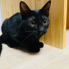9/15日曜日　譲渡会in川崎市動物愛護センター　子猫から大人猫まで - 川崎市