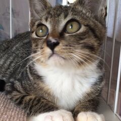 9/15日曜日　譲渡会in川崎市動物愛護センター　子猫から大人猫まで - 猫