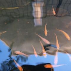 楊貴妃　メダカ　めだか　10匹の画像