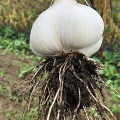 単発OK【日払い・時給900円】農作業 にんにくの種作り 軽作業...