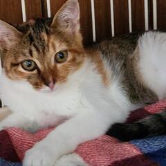 里親決定‼️里親募集中の三毛猫ちゃん♀