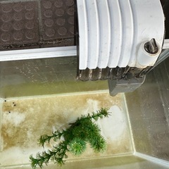 水槽　濾過装置付きの画像