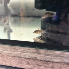 コリドラスステルバイ稚魚　5匹以上で割引あり
