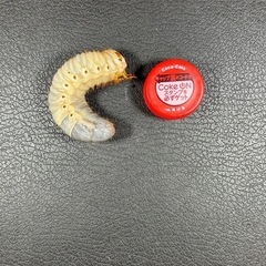 国産カブトムシ幼虫　