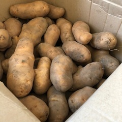 家庭菜園のジャガイモ５kg    １６