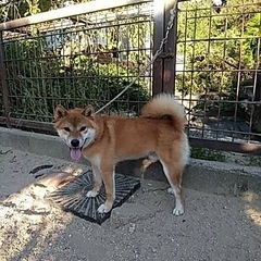 高齢ブリーダーからの依頼です