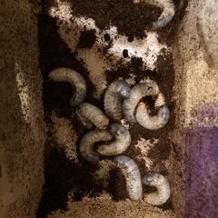 お取引中！⑤カブトムシ幼虫2~4匹