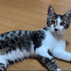キジ白男の子5ヶ月レン君