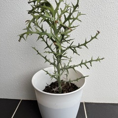 ② 多肉植物　ユーフォルビア ステノクラータ（トナカイキリン）