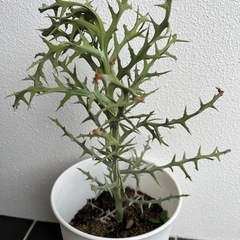 ② 多肉植物　ユーフォルビア ステノクラータ（トナカイキリン）の画像