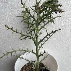 ② 多肉植物　ユーフォルビア ステノクラータ（トナカイキリン）の画像