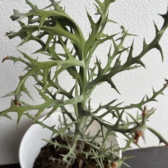 ② 多肉植物　ユーフォルビア ステノクラータ（トナカイキリン）の画像