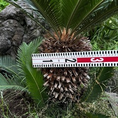 ソテツ　蘇轍　ガーデニング　庭木の画像