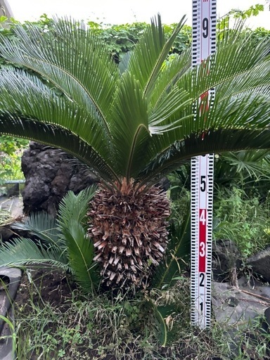 ソテツ　蘇轍　ガーデニング　庭木