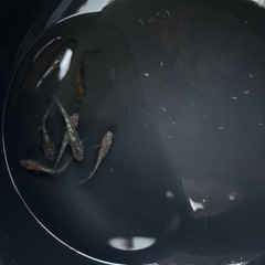 オーロラ系忘却の翼ラメめだか　7匹の画像