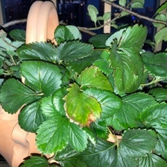 ワイルドストロベリーの画像