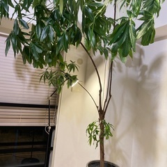 【9/25まで　無料でお譲りします！】観葉植物パキラ