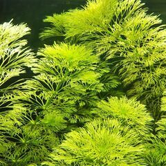 水草（キクモ／アンブリア）10本（カボンバ類似種）の画像