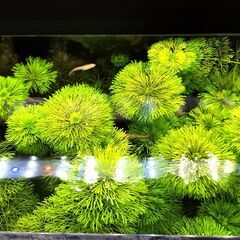 水草（キクモ／アンブリア）10本（カボンバ類似種）の画像