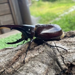 カブトムシ・クワガタムシ好きな人集合〜❗️