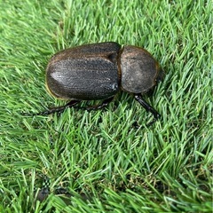 カブトムシ・クワガタムシ好きな人集合〜❗️ - メンバー募集