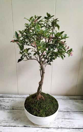 💖Thankyou💖】盆栽✨希少/姫アセロラ（10月現在…花、実なし）台湾姫