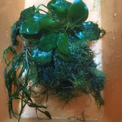 水草4種まとめて
