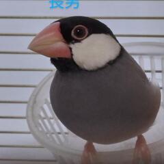 文鳥（ノーマルか桜か不明）