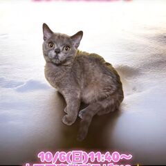 10/6(日)譲渡会。生後5ヶ月ブリテッシュショートヘア♂(⋈◍...