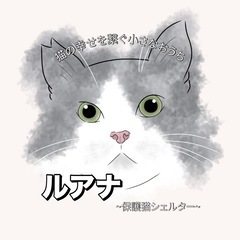 保護猫シェルターのお世話ボランティアしませんか🐱