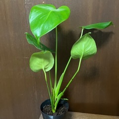 観葉植物　モンステラ