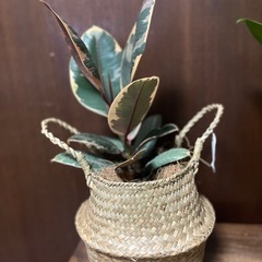 観葉植物　フィカスルビー