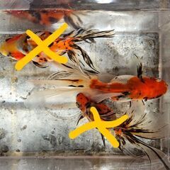 東錦(ワケアリ)🐟【決まりました】