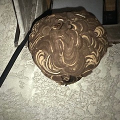 蜂の巣を駆除致します。