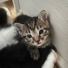 子猫5匹（R6.8.5生まれ）　宮城県仙台市