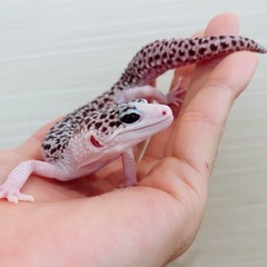 ヒョウモントカゲモドキ　ギャラクシー　