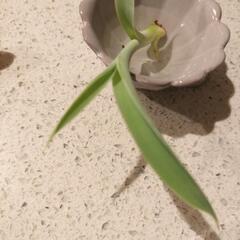 アカベ　アテナータ　ボーチンブルー　の脇芽